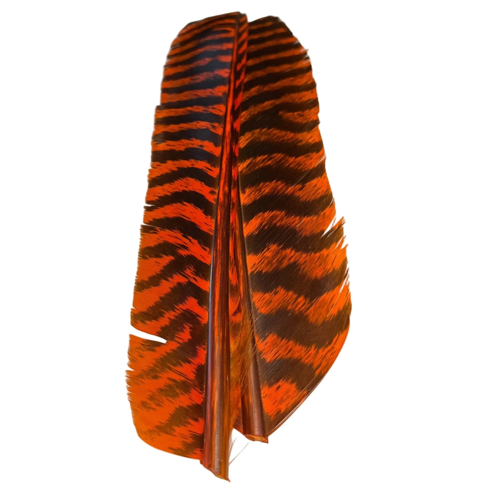 Barred Turkey Biot Quill Pair - Image 11