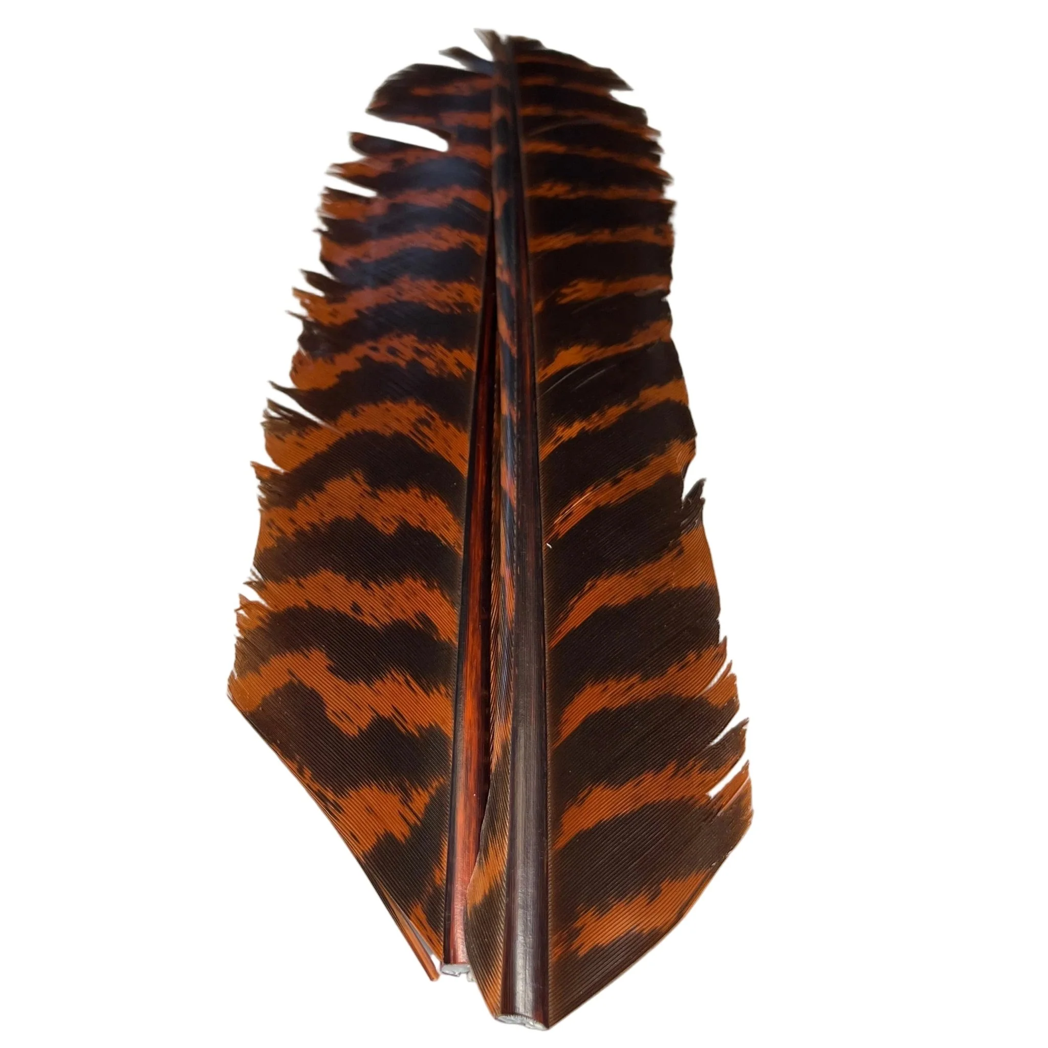 Barred Turkey Biot Quill Pair - Image 14