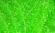 Cactus Chenille - Image 5