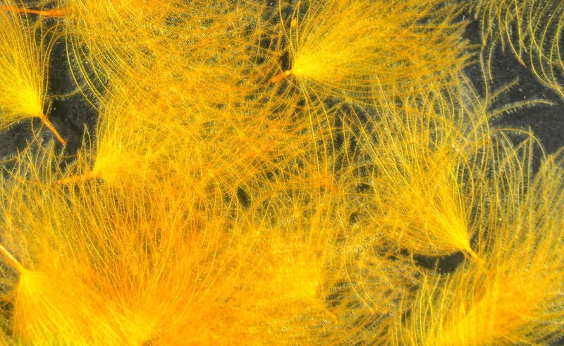 CDC Oiler Puffs - Image 17