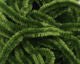 Chenille - Large - Image 9