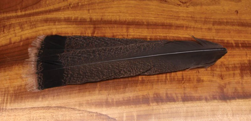 Cinnamon Tip Turkey Tail Feathers - Image 3