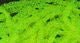 Diamond Braid - Dyed Pearl - Image 23