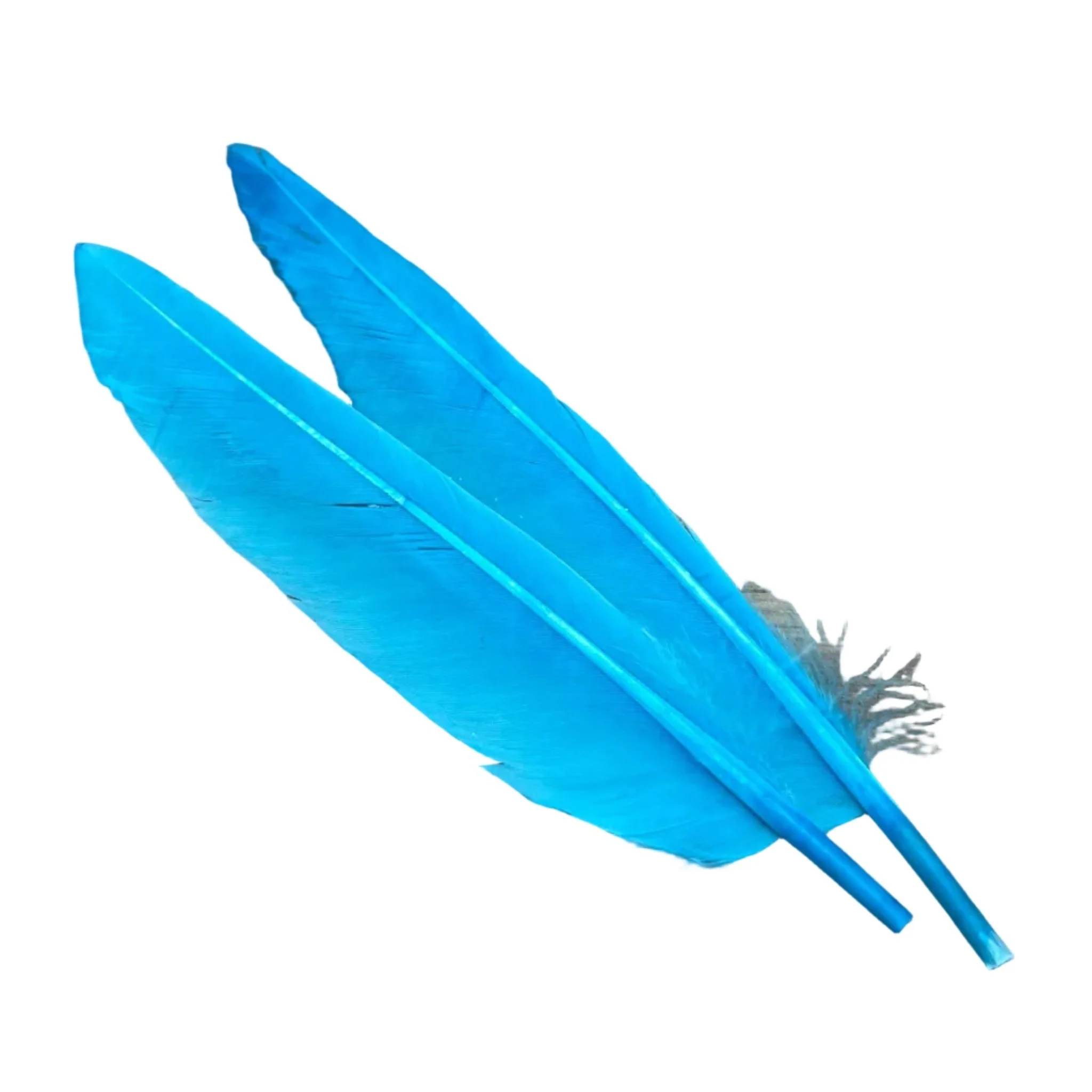 Duck Quills - 2 Pair - Image 10