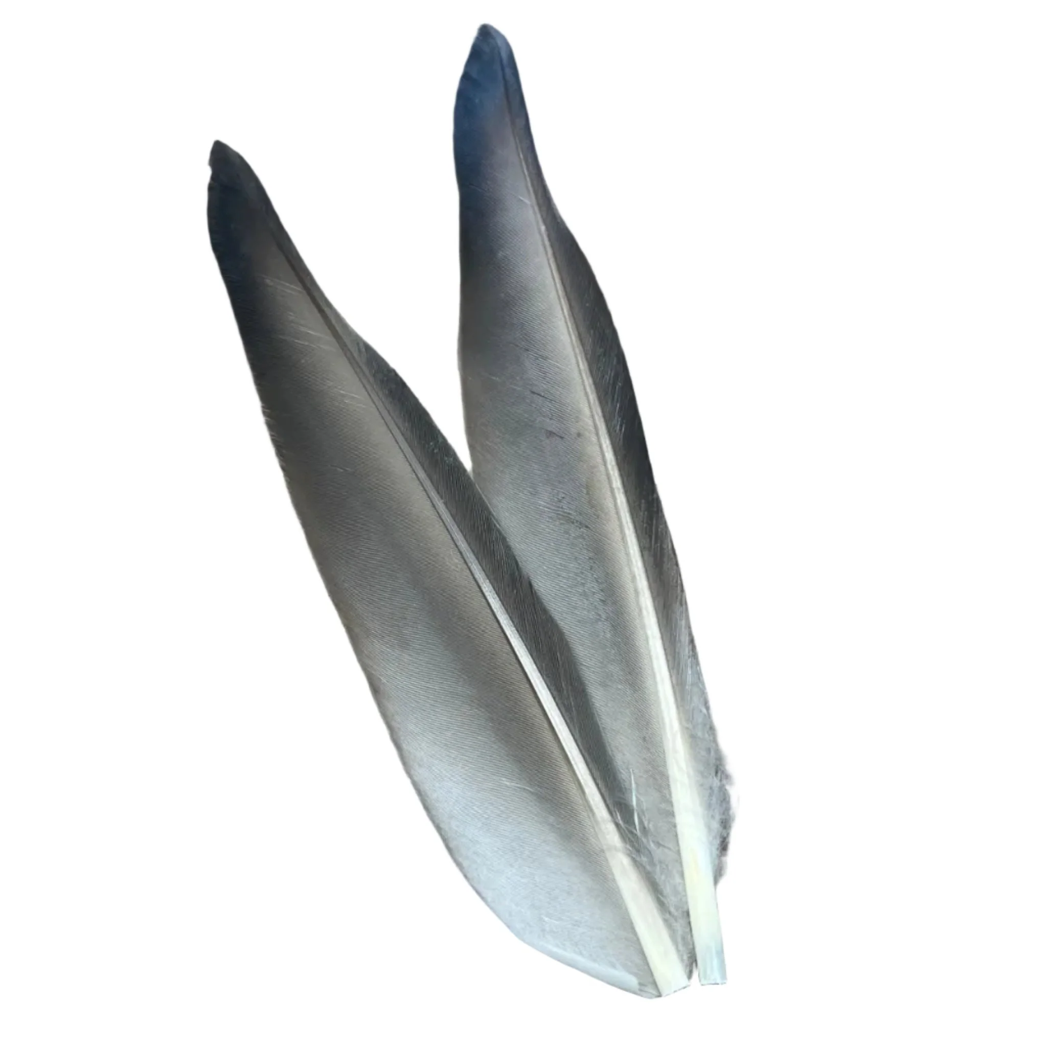 Duck Quills - 2 Pair - Image 12