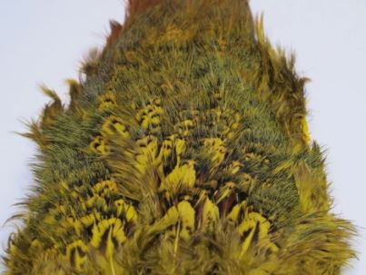 Fish Hunter Ringneck Pheasant Rump Patch - Image 7