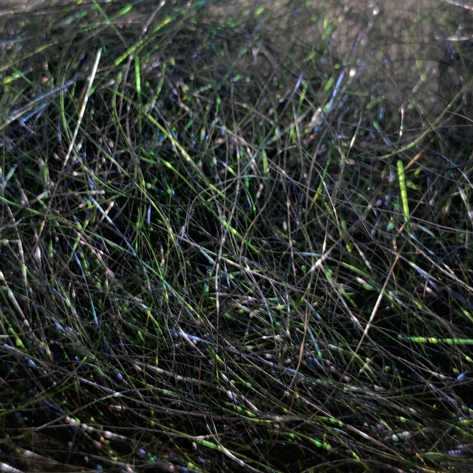 Ice Wing Fiber - Image 45