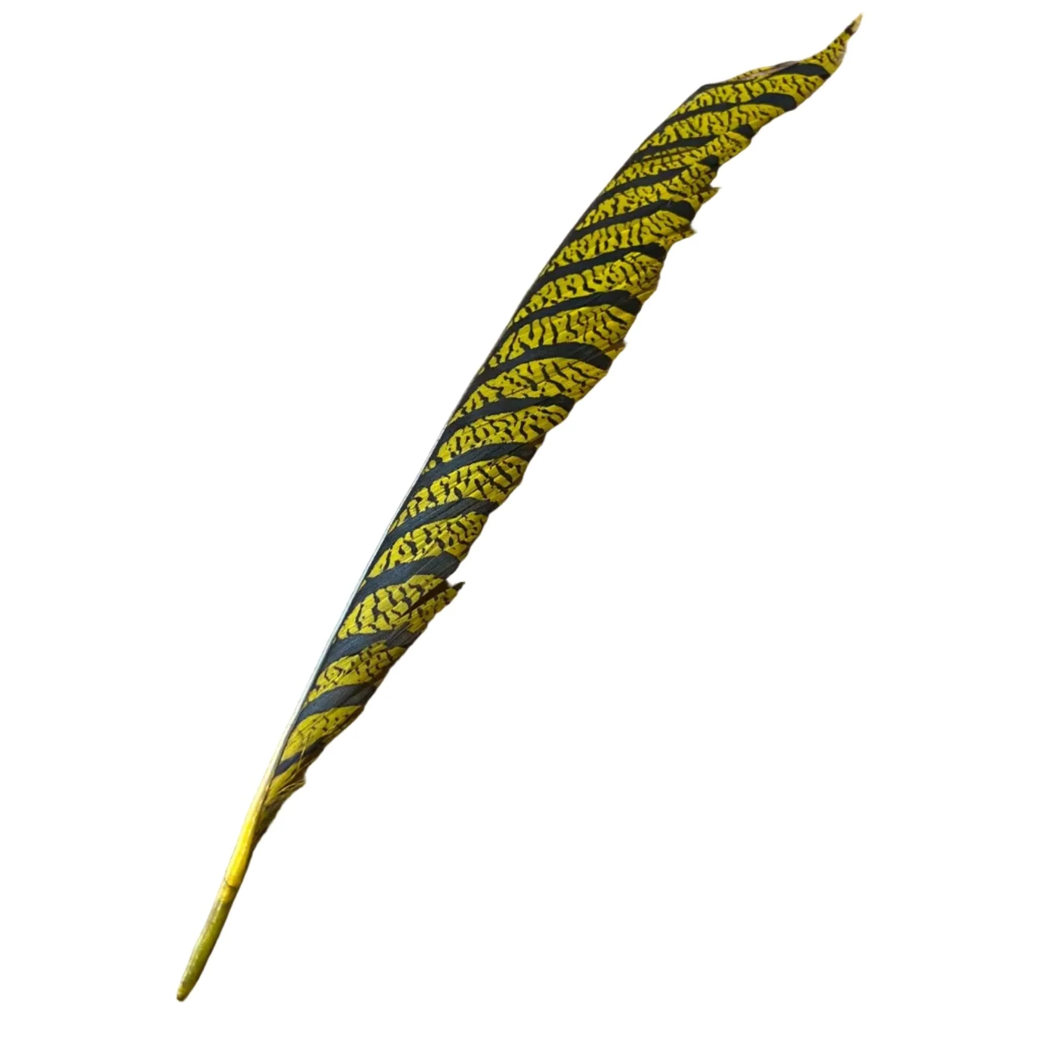 Lady Amherst Center Tail - Halfs - Image 9