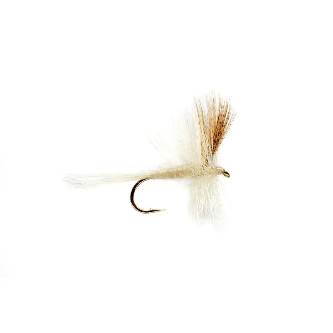 Light Cahill - Image 2