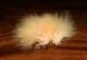 Hareline Marabou Blood Quills - Image 37