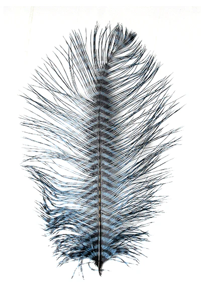 MFC - Barred Ostrich Plume - Image 3