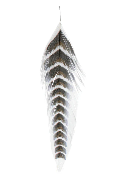 MFC - Galloup's Fish Feathers - Grizzled - Image 3