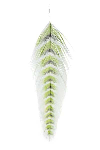 MFC - Galloup's Fish Feathers - Grizzled - Image 4