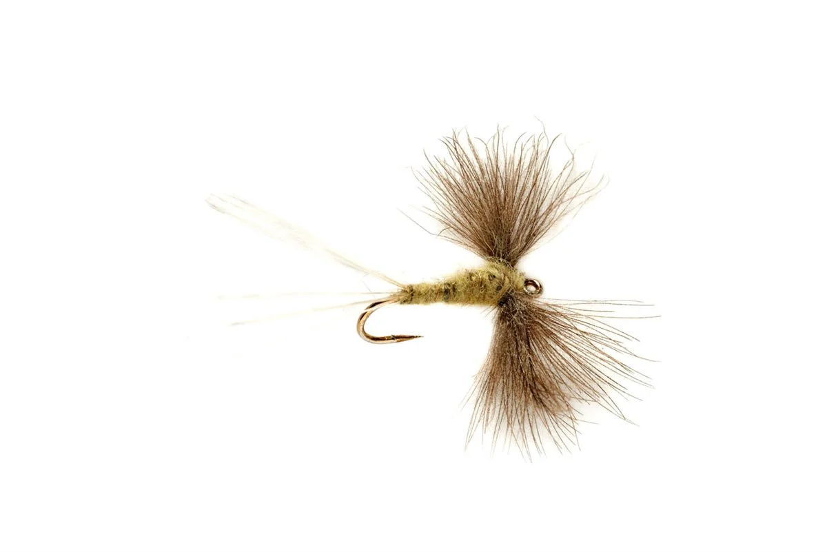 Olive Spinner CdC - Image 3