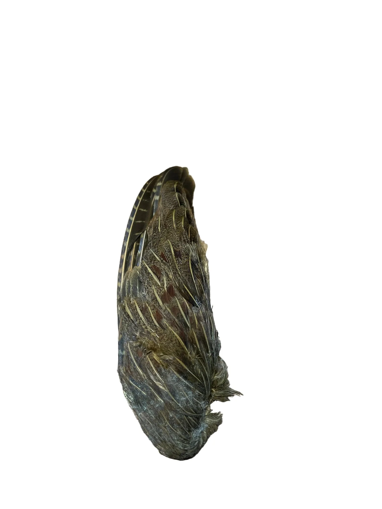 Partridge Wings Dyed - Image 5