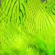 Silver Pheasant Body Feathers - Image 9