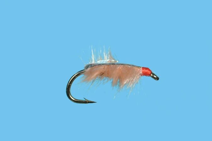 Sow Bug - Tan - Image 3