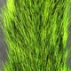 Squirrel Tails - Image 7