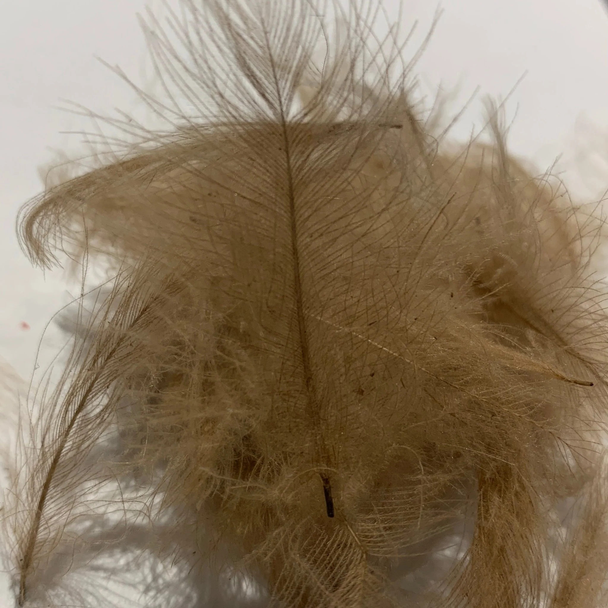 Swiss CDC Standard Grade - Image 10