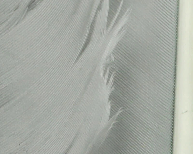 Turkey Biot Quills - Image 11