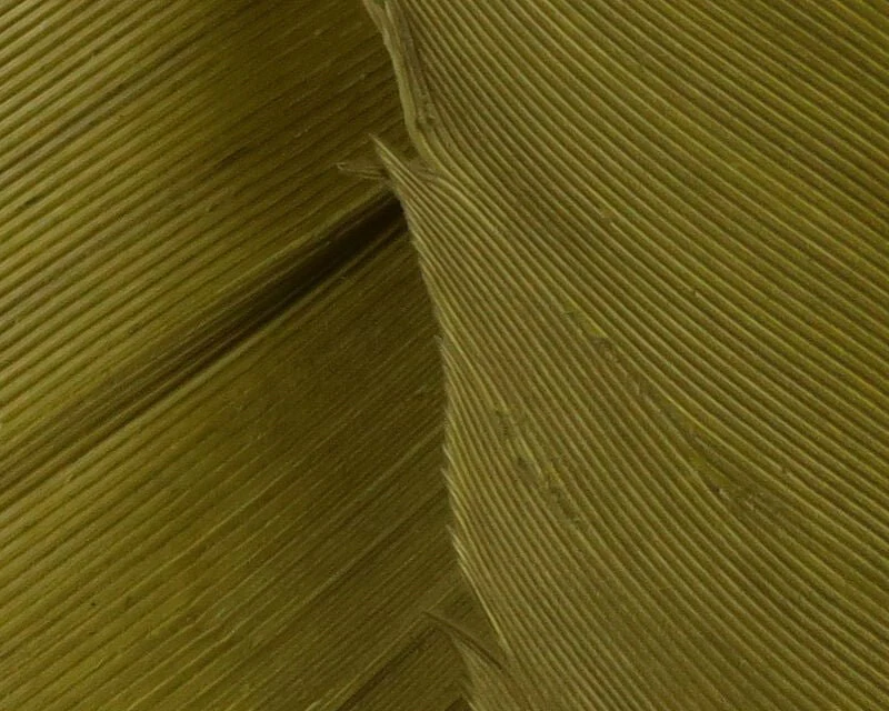 Turkey Biot Quills - Image 12