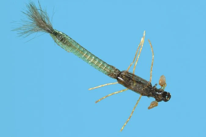 Ultra Damsel Nymph - Olive - Image 3